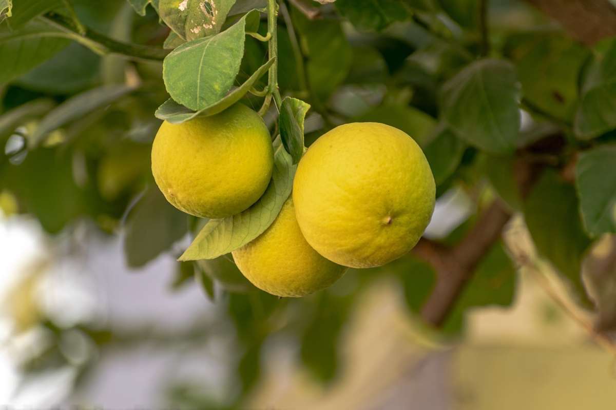 Come crescere una pianta di limoni in casa