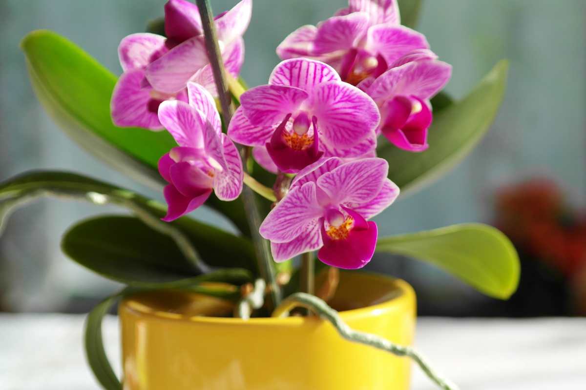 Orchidee consigli fioritura
