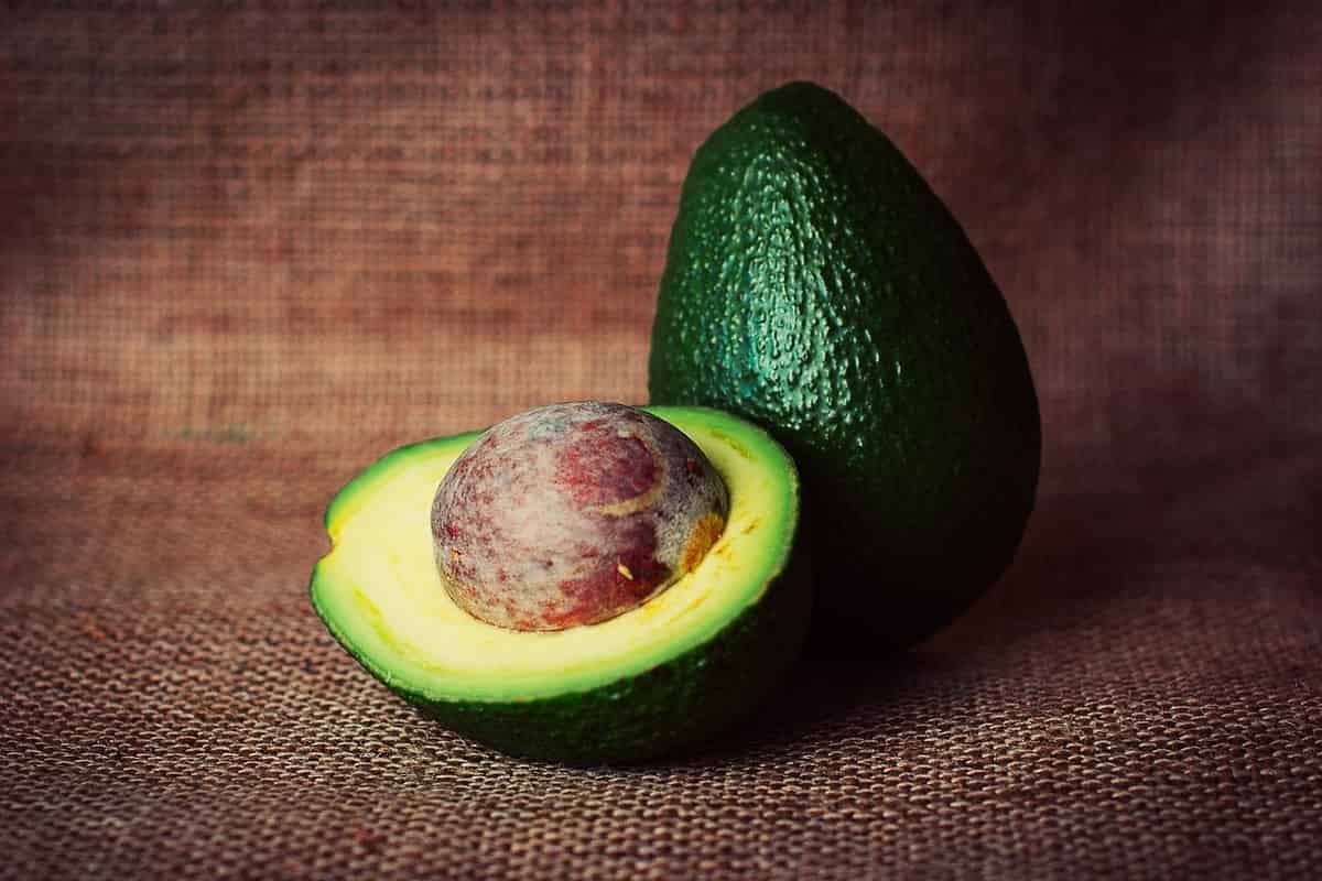 avocado come coltivare