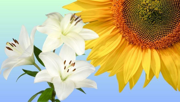 test della personalità: sei un giglio o un girasole?