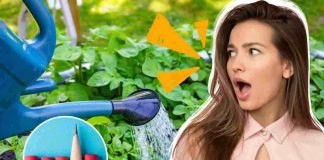 Svelato il trucco della matita per annaffiare