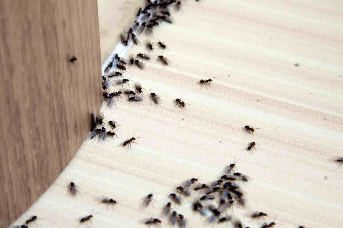 Come sbarazzarsi delle formiche in casa