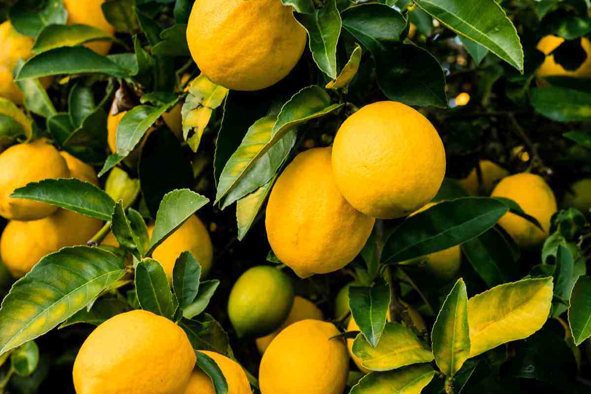 Come far fiorire la pianta di limoni