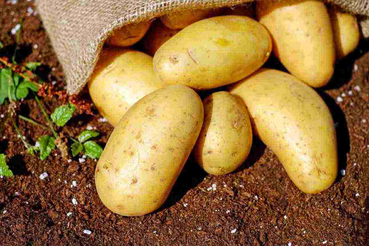 I pericoli legati al consumo delle patate germogliate