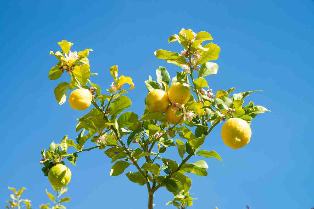 Come curare la pianta di limoni