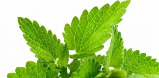 La menta è una pianta benefica ma attenzione ai rischi