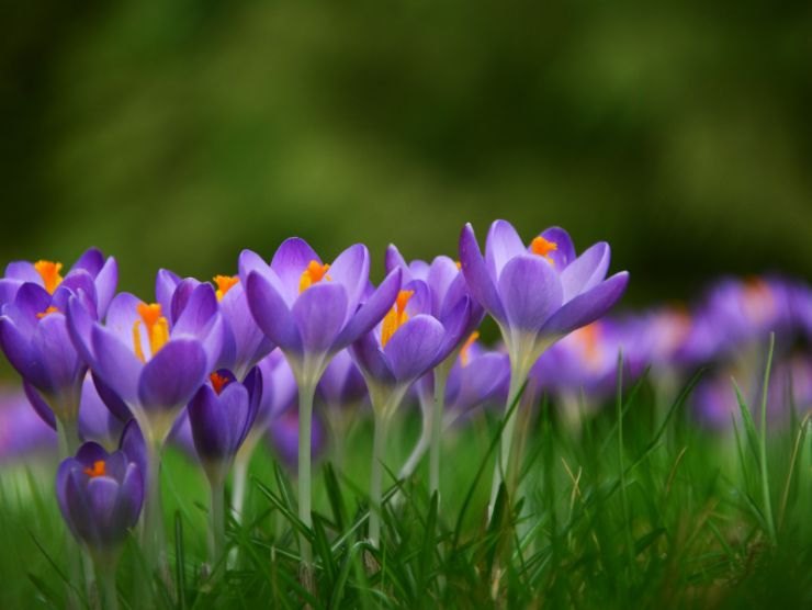 fiore primavera