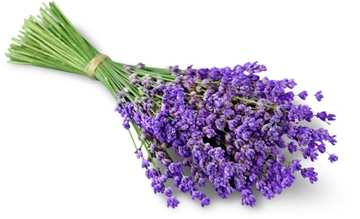 lavanda piante rimedio zanzare