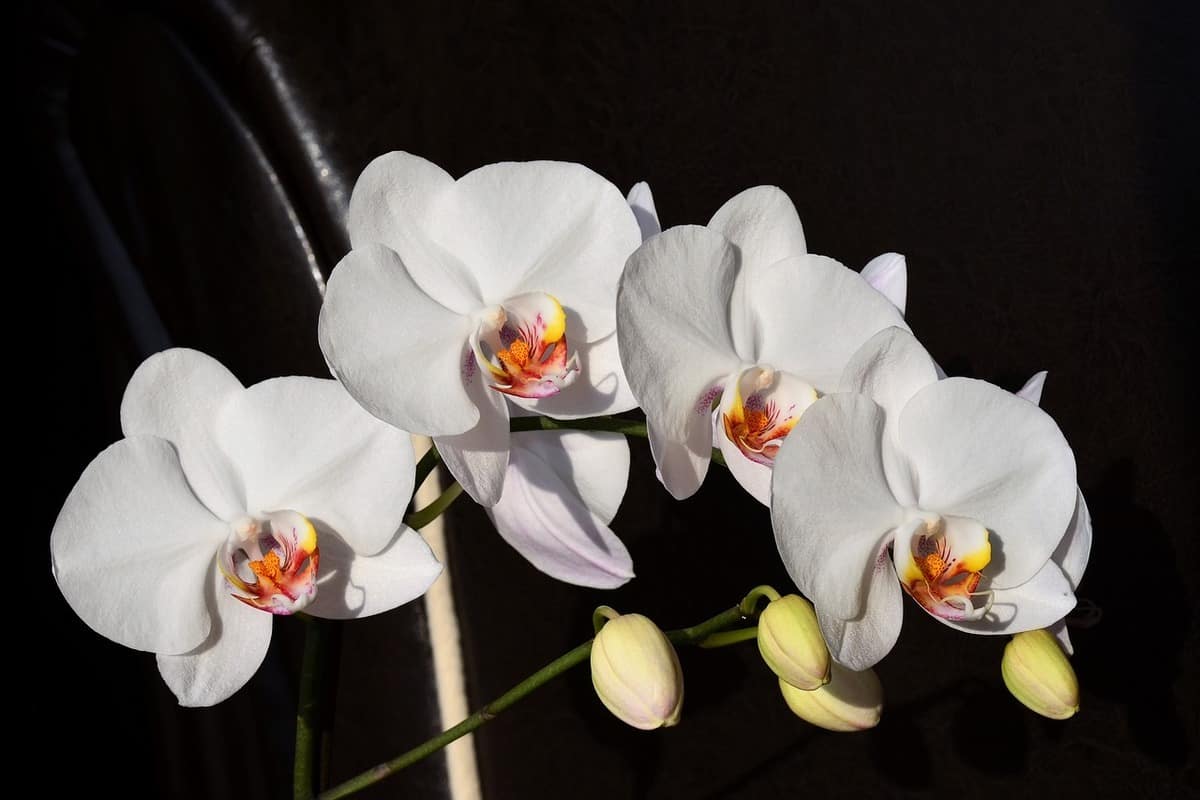 Splendide orchidee bianche