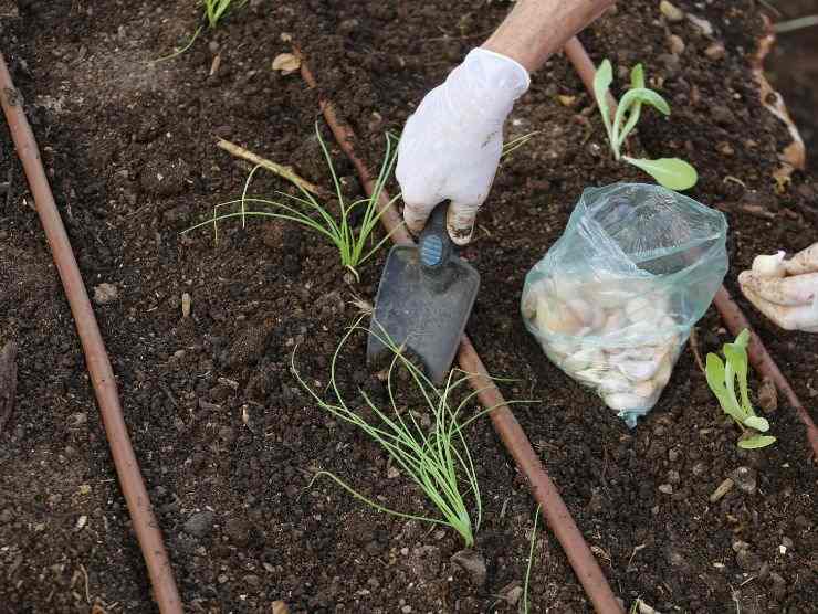 coltivare aglio casa benefici