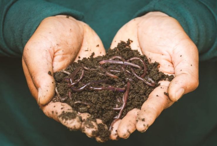 terriccio misto a fondi di caffè per fertilizzare, non sempre va usato