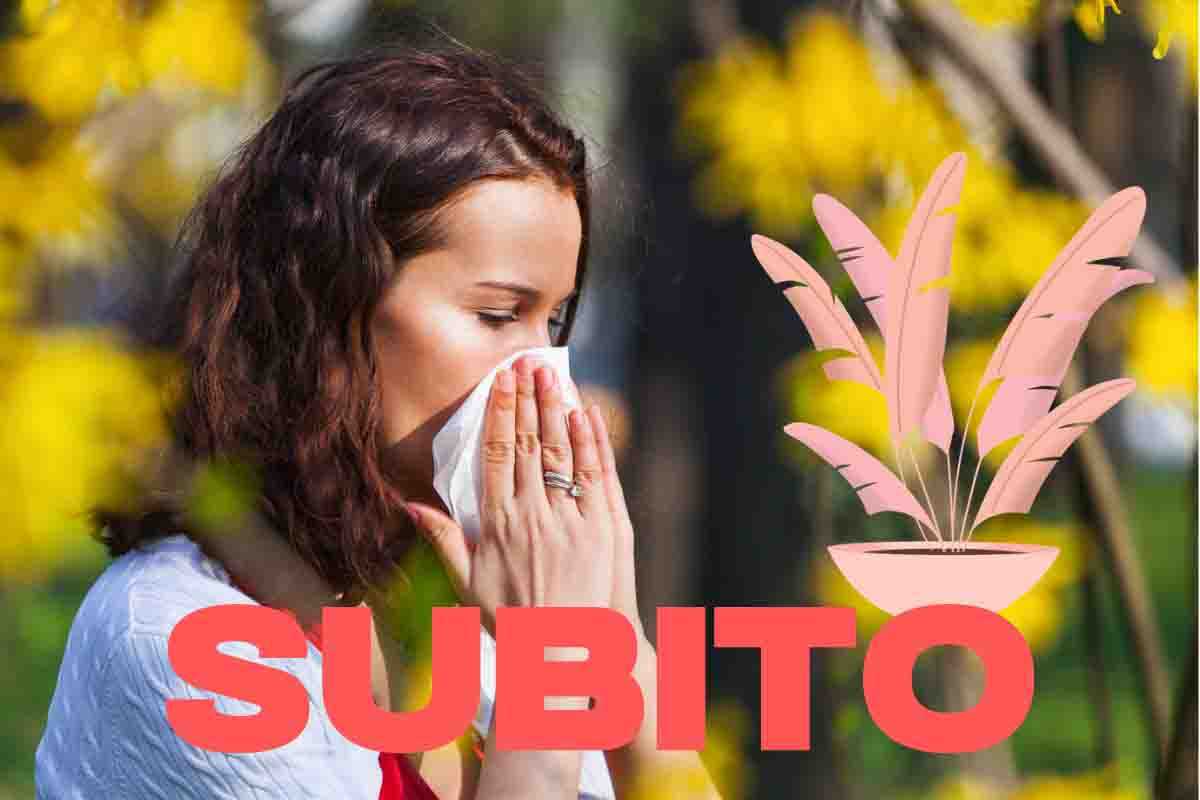 pianta d'appartamento che può causare allergia