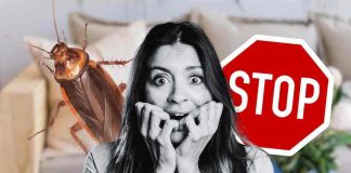 Problema blatte e insetti in casa