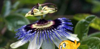 fiore della passiflora