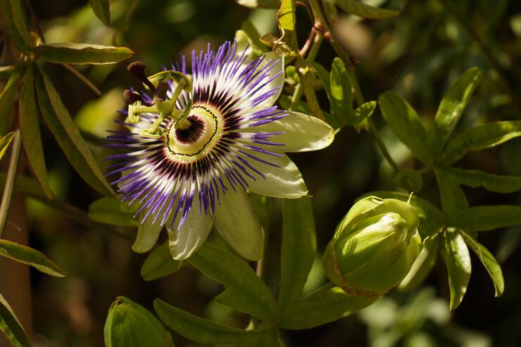 fiore della passiflora