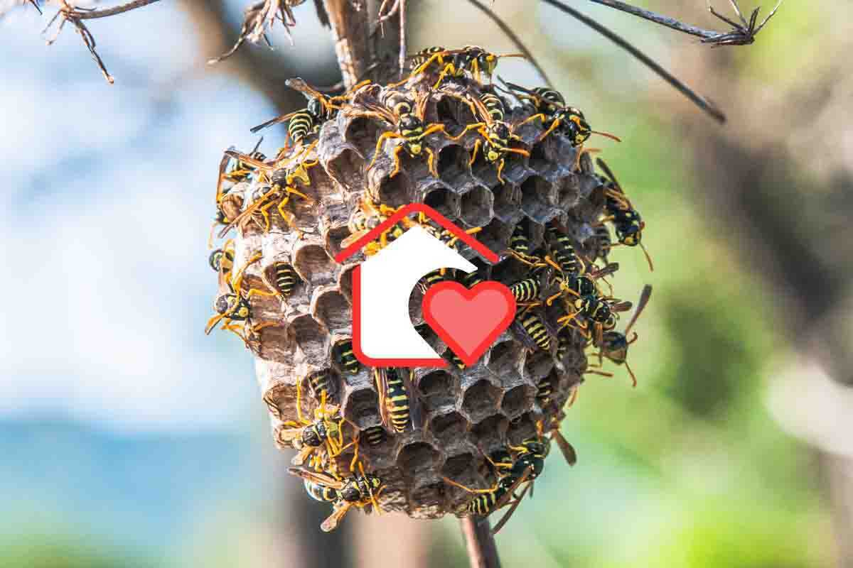 nido vespe casa come evitare
