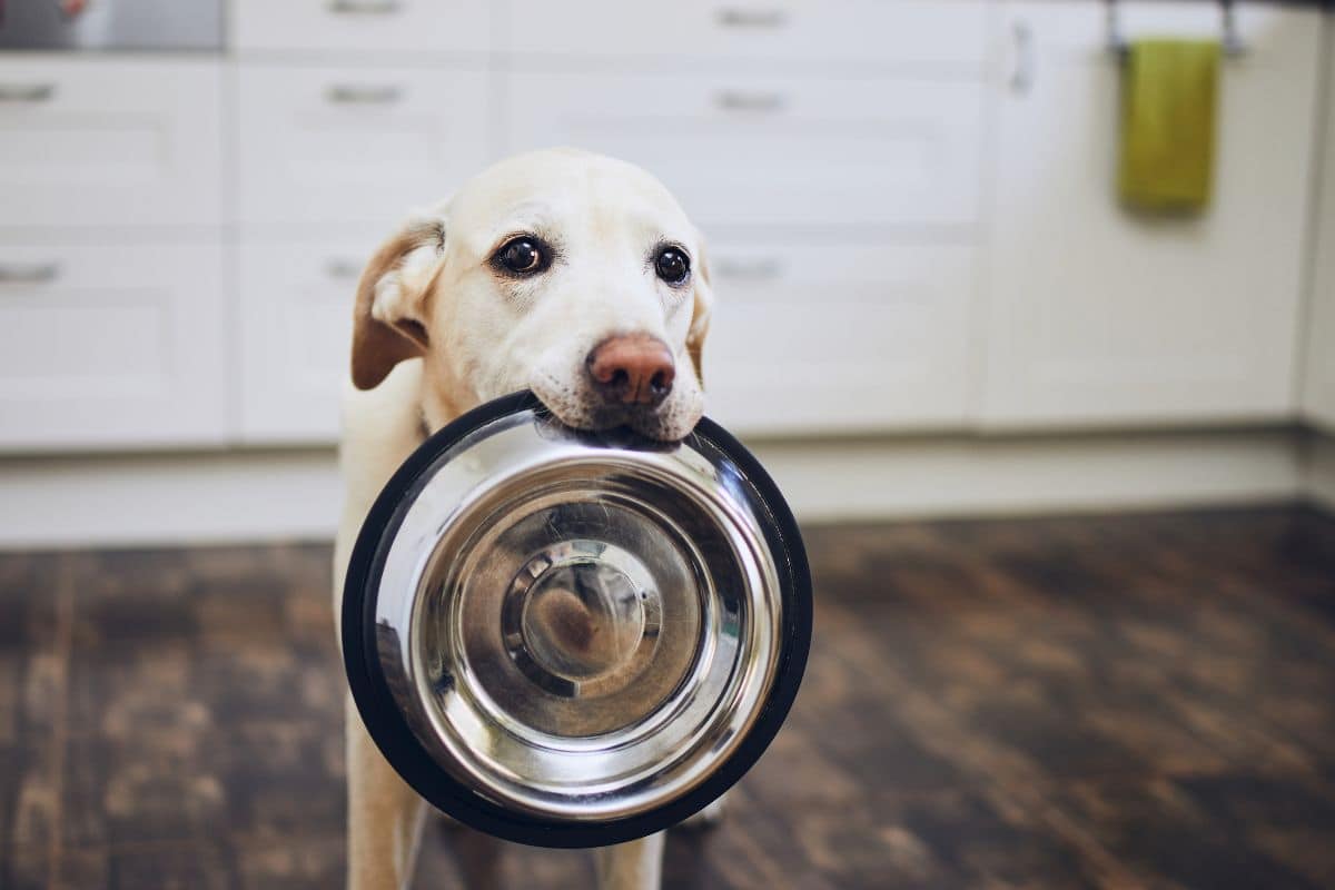 cibo per cani economico marchi da evitare